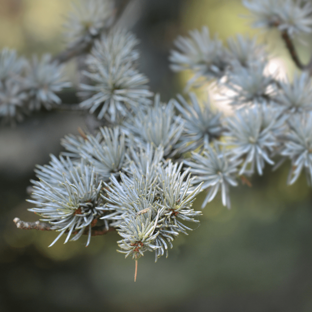 Bougie Happy - Image 5